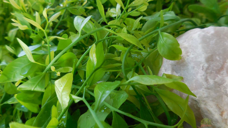 Món ngon từ rau sắng - vị thuốc trị bệnh tuyệt vời 1