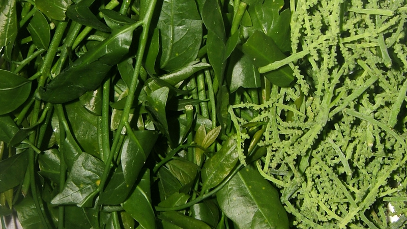 Món ngon từ rau sắng - vị thuốc trị bệnh tuyệt vời 6