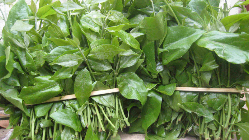 Món ngon từ rau sắng - vị thuốc trị bệnh tuyệt vời 5