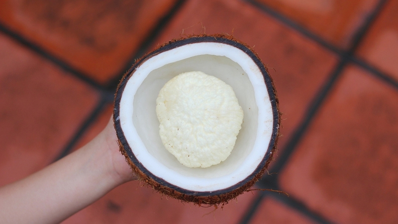 Mộng dừa xuất hiện trong các trái dừa già màu nâu đậm