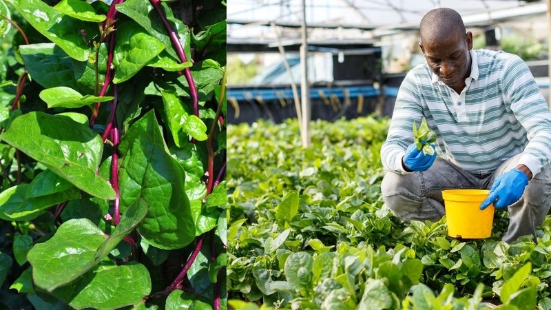 Mồng tơi tím: Lợi ích và những lưu ý khi dùng! 1