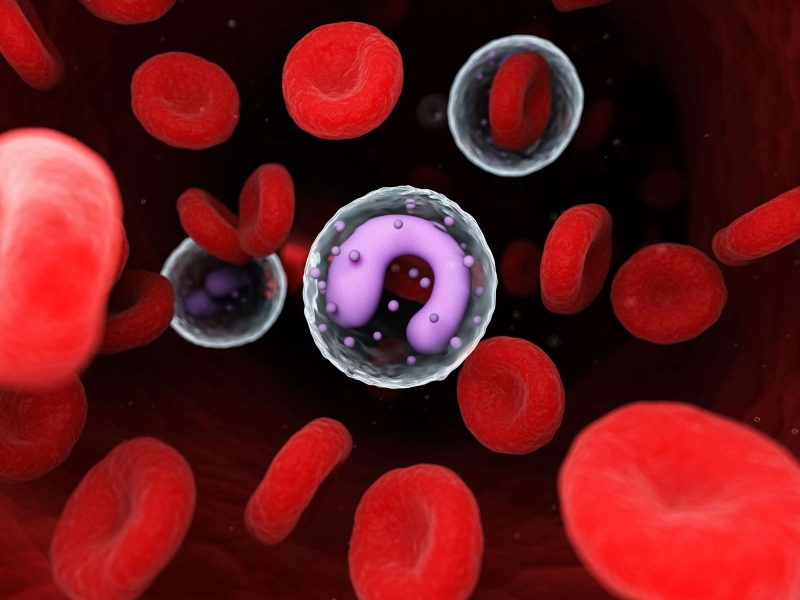 Mono là gì Xét nghiệm bạch cầu mono có ý nghĩa gì 1