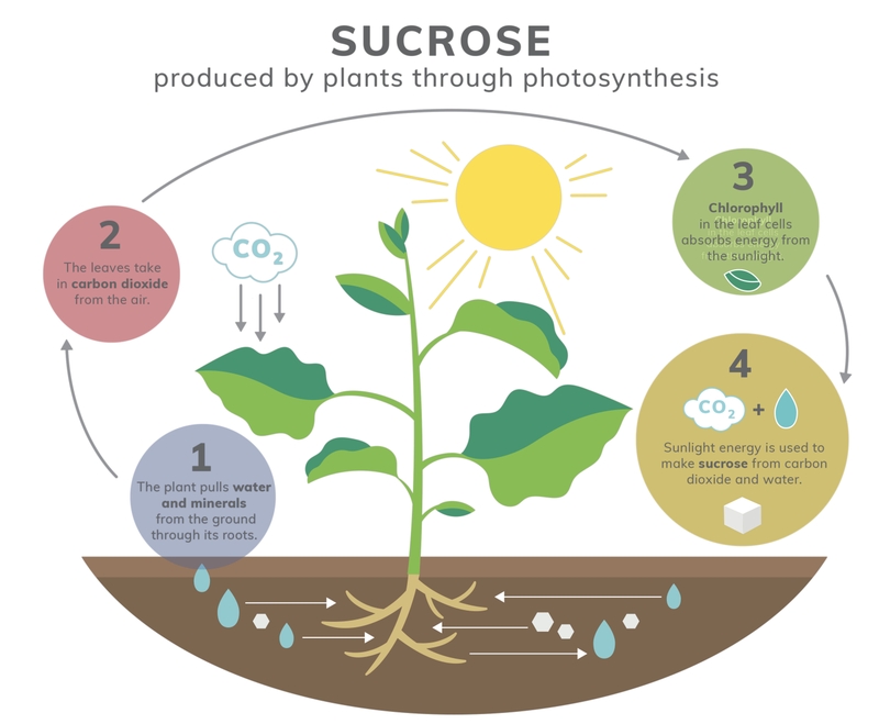 Monosaccharide là gì? Các loại monosaccharide 4