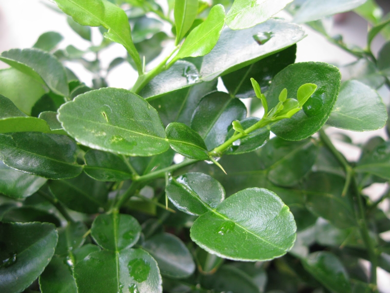 Một số bài thuốc dân gian trị ho hiệu quả