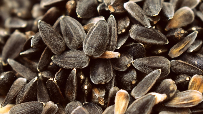 Hạt hướng dương là nguồn cung cấp các vi chất thiết yếu cho cơ thể