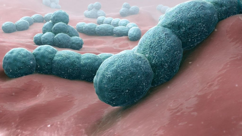 Một người có thể tái nhiễm vi khuẩn Hib không? 1