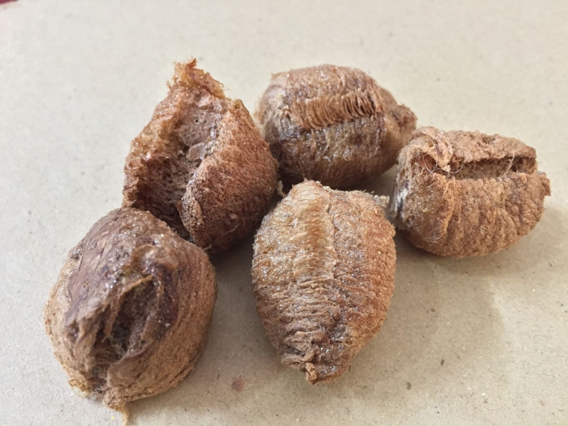 Một số cách chữa viêm tai giữa bằng tổ bọ ngựa2