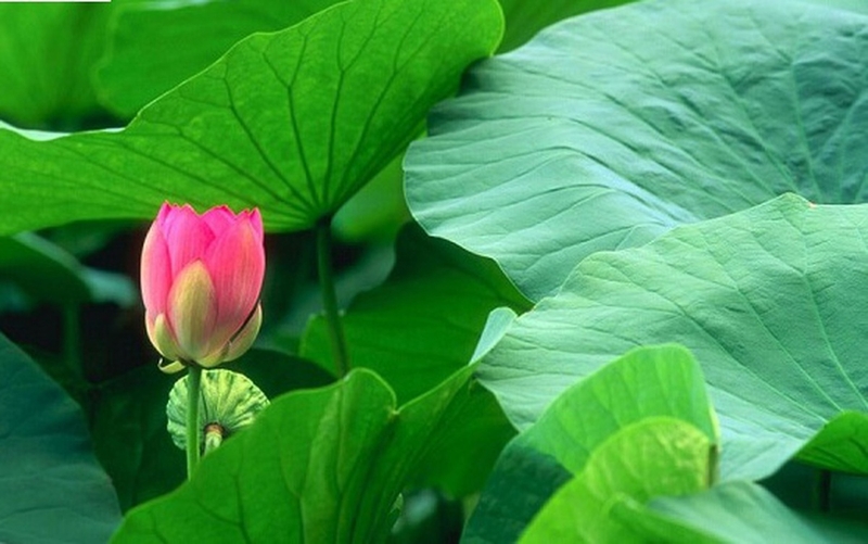 Một số cách dùng lá sen chữa gan nhiễm mỡ1