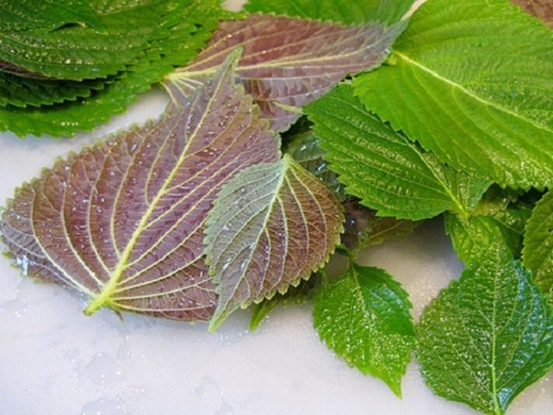 Cách làm trắng da mặt bằng lá tía tô cấp tốc, hiệu quả bất ngờ