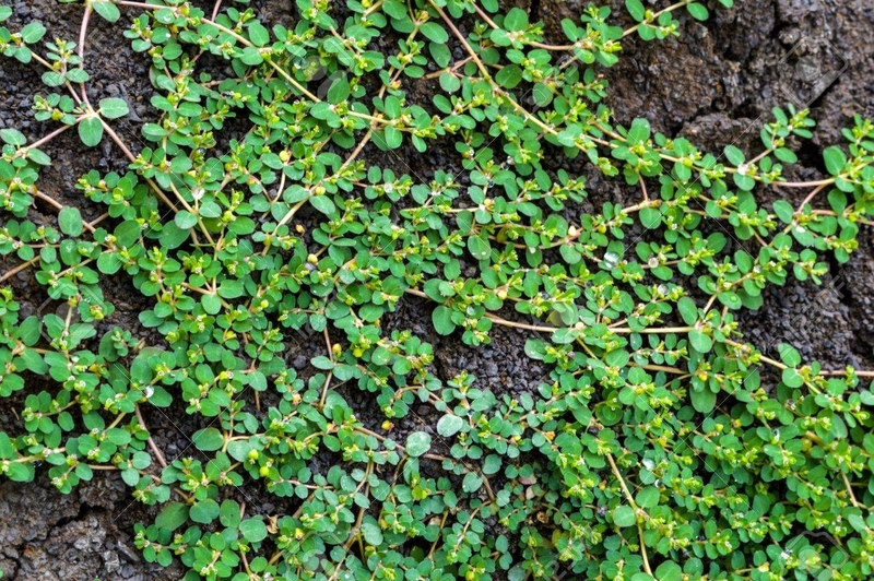 mot-so-cong-dung-cua-cay-co-sua-la-nho-doi-voi-suc-khoe 2.jpg