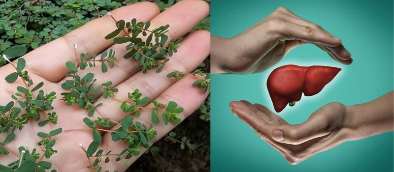 mot-so-cong-dung-cua-cay-co-sua-la-nho-doi-voi-suc-khoe 3.jpg