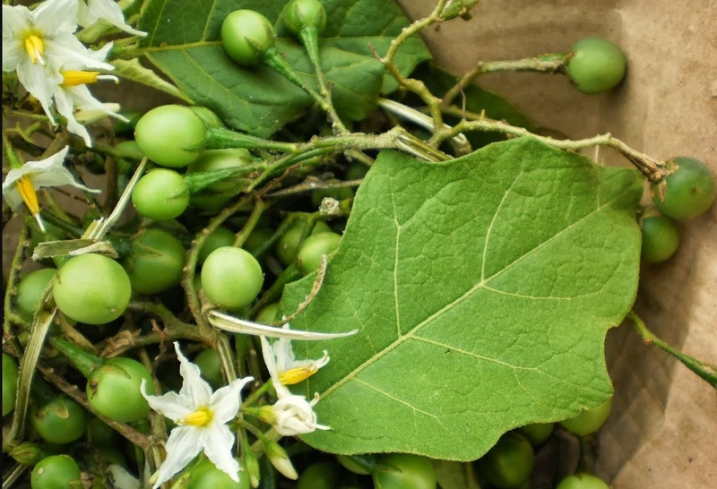 Một số đặc điểm thành phần có trong trà cà gai leo Kami tea 1