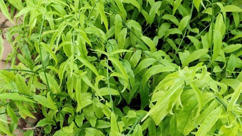 Cây xương khỉ được nhiều người sử dụng như một loại thảo dược hỗ trợ sức khỏe