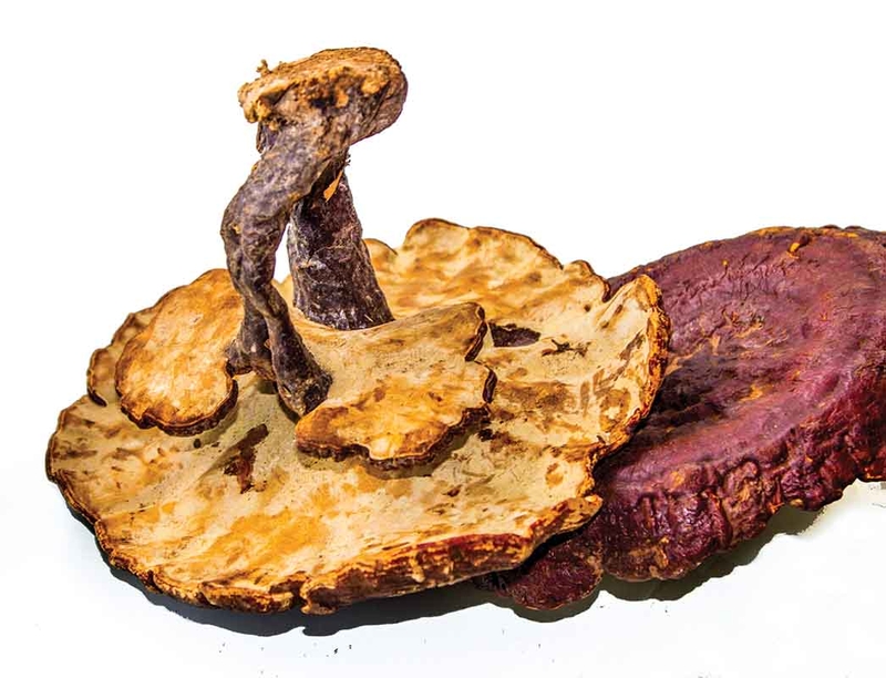 Một số tác dụng phụ của nấm lim xanh có thể gặp khi sử dụng 2