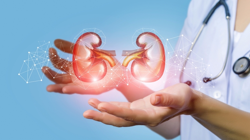 Người bị bệnh thận nên thận trọng khi sử dụng đương quy