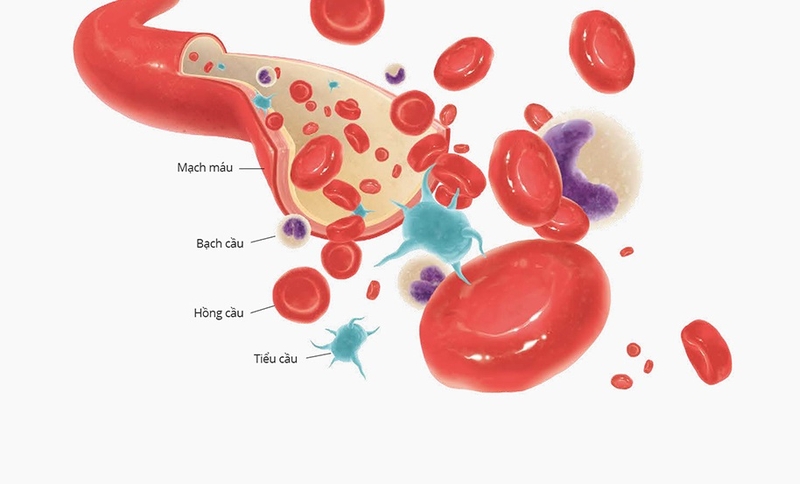 MPV (Mean Platelet Volume) trong xét nghiệm máu là chỉ số đo thể tích trung bình của tiểu cầu.