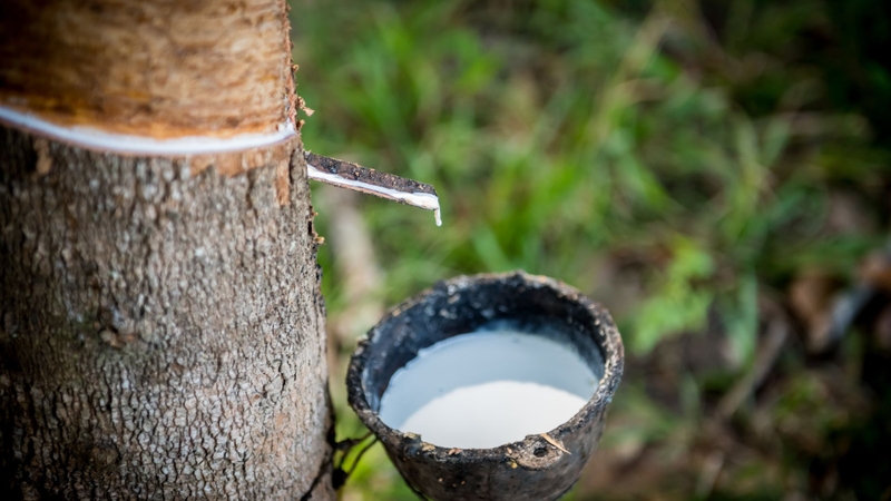 Mủ cao su là một chất lỏng tự nhiên được thu thập từ cây cao su (Hevea brasiliensis)