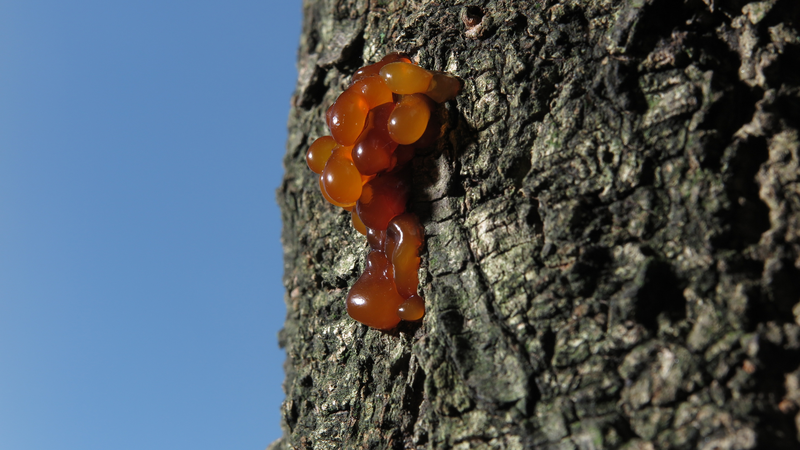 Mủ gòn là gì? Công dụng đặc biệt từ mủ gòn 1