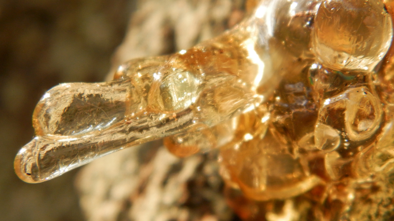 Mủ gòn là gì? Công dụng đặc biệt từ mủ gòn 2