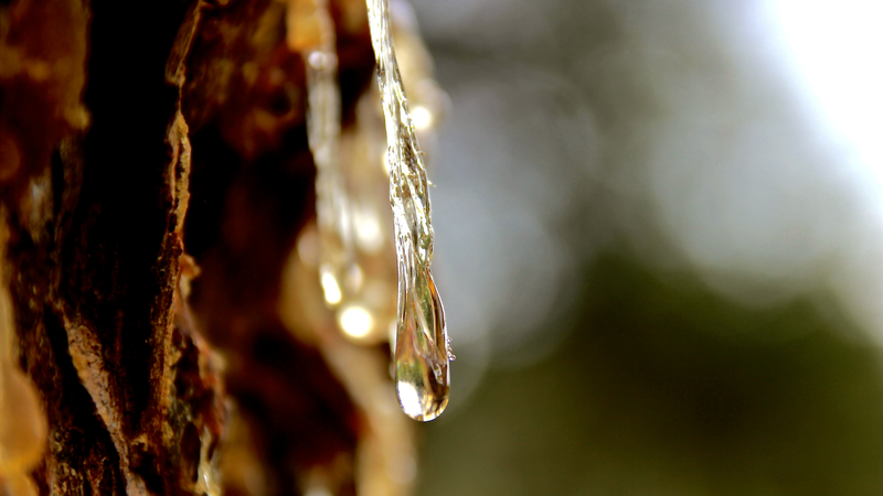 Mủ gòn là gì? Công dụng đặc biệt từ mủ gòn 4