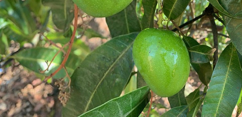 Mủ xoài có độc không? Cách đảm bảo an toàn khi xử lý trái xoài 3