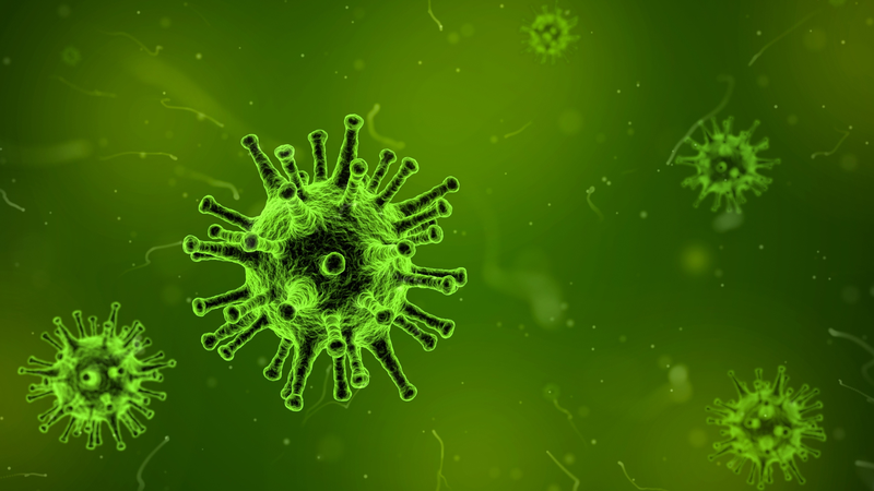 Ngay cả vết cắn nhỏ cũng tiềm ẩn nguy cơ lây nhiễm virus dại
