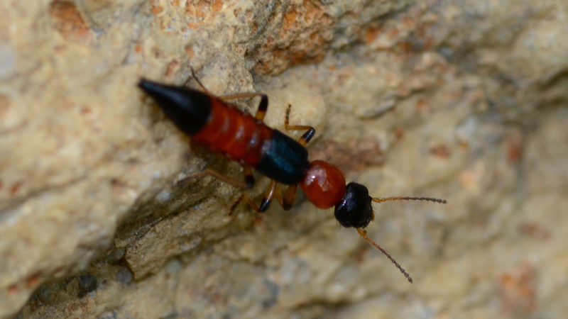 Mùa kiến ba khoang bắt đầu khi nào? Một số mẹo phòng ngừa kiến ba khoang bạn nên biết 2