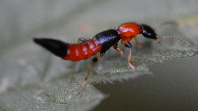 Mùa kiến ba khoang bắt đầu khi nào? Một số mẹo phòng ngừa kiến ba khoang bạn nên biết 3