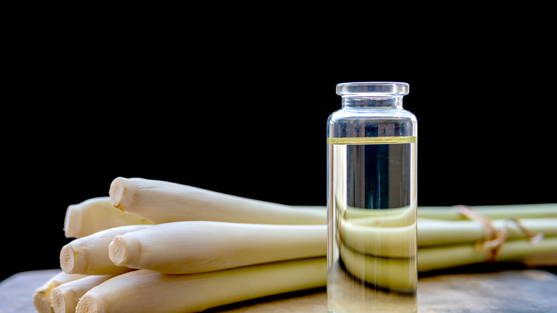 Mùa kiến ba khoang bắt đầu khi nào? Một số mẹo phòng ngừa kiến ba khoang bạn nên biết 5