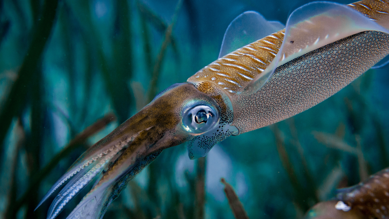 muc-ong-thanh-phan-dinh-duong-va-che-bien-cac-mon-tu-muc-ong 1