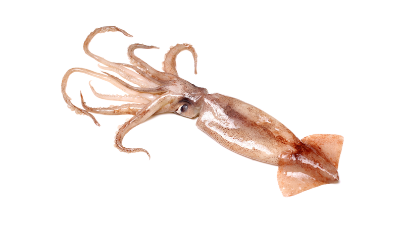 muc-ong-thanh-phan-dinh-duong-va-che-bien-cac-mon-tu-muc-ong 2