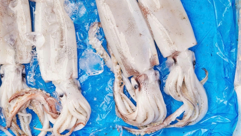 Thực tế, mực xà không có độc và hoàn toàn có thể sử dụng trong bữa ăn hàng ngày