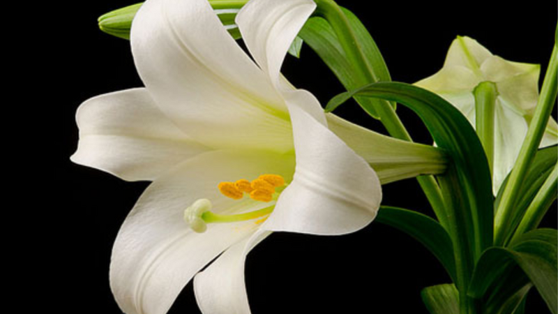 Mùi hoa ly có độc không? Ảnh hưởng của hoa ly đến bà bầu 3