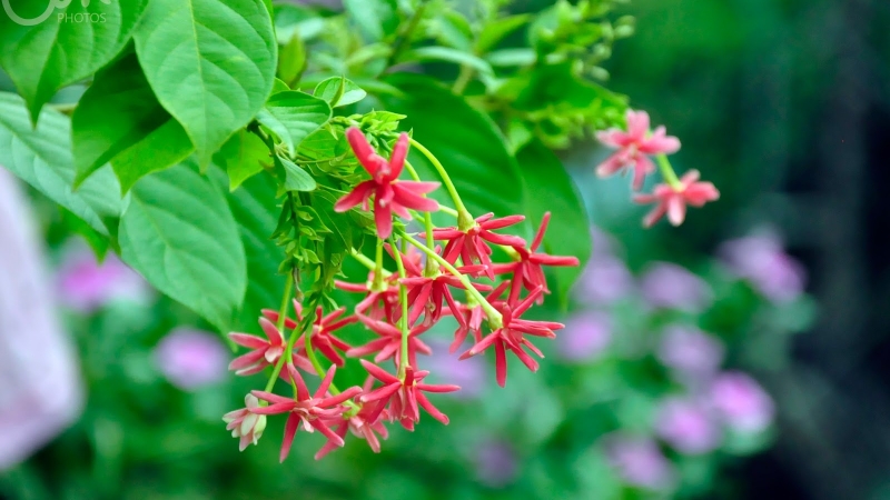 Mùi hoa sử quân tử có độc không? Những điều cần biết về hoa sử quân 1