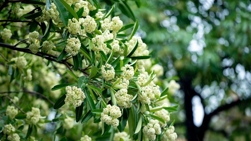 Mùi hoa sữa có độc không? Người dị ứng mùi hoa sữa nên làm gì? 1