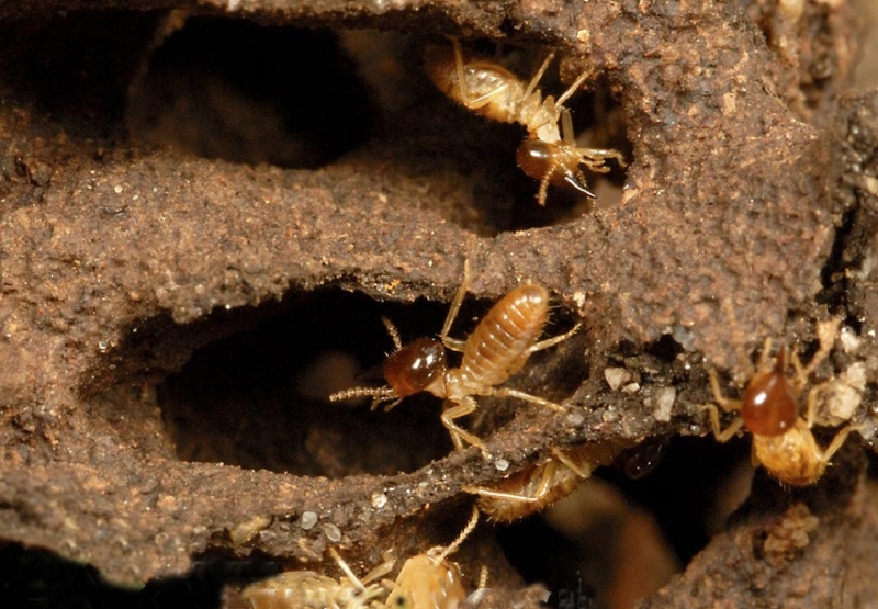 Mùi thuốc diệt mối có độc không và những thông tin cần biết 1