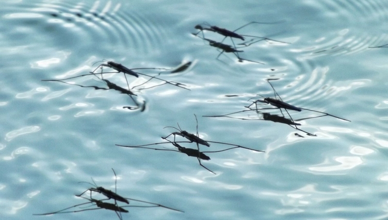 Muỗi Culex truyền bệnh gì? Những đặc điểm và cách phòng tránh muỗi Culex 3