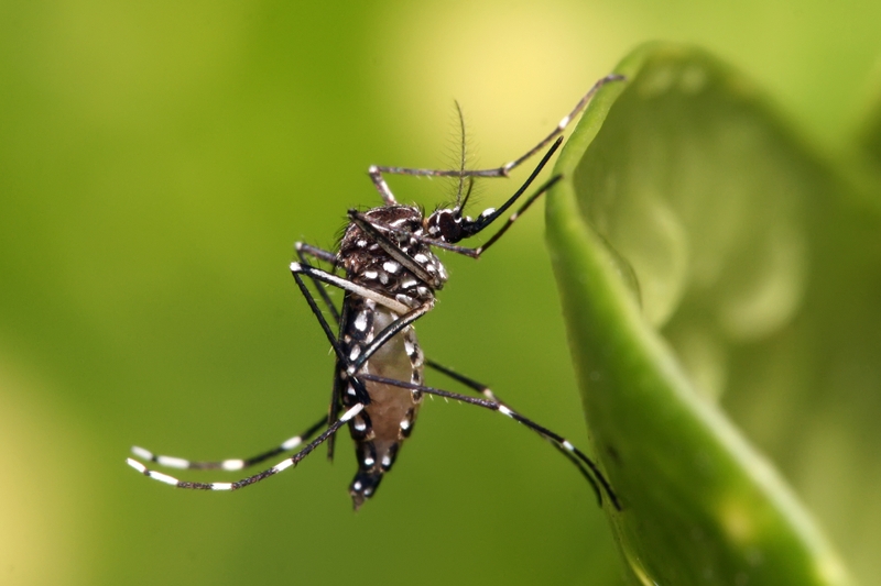 muoi-aedes-aegypti-gay-nen-benh-gi 1.jpg