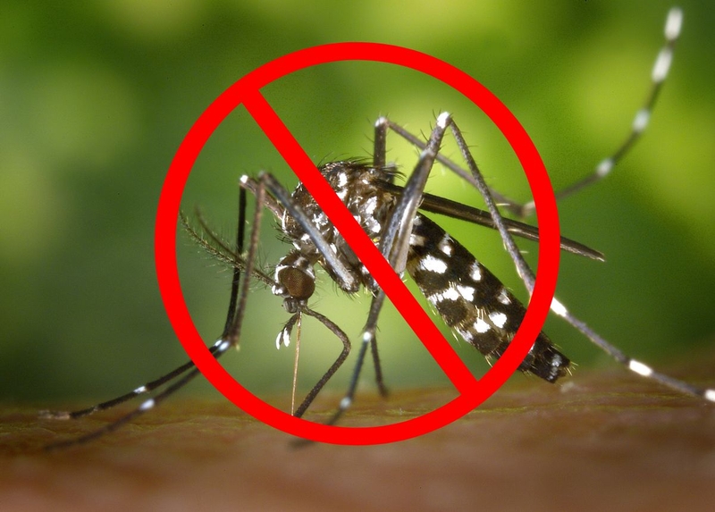 muoi-aedes-aegypti-gay-nen-benh-gi 3.jpg