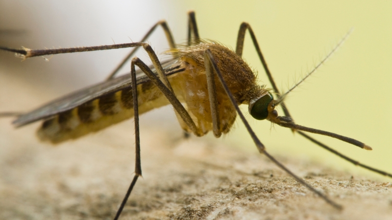 Muỗi Culex truyền bệnh gì? Những đặc điểm và cách phòng tránh muỗi Culex 2