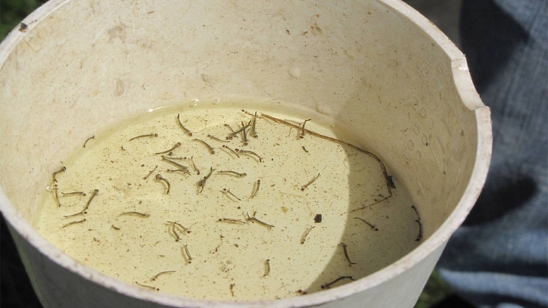 Muỗi đẻ trứng ở đâu? Biện pháp phòng chống muỗi hiệu quả 2