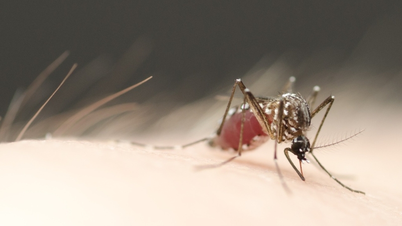 Muỗi đẻ trứng ở đâu? Biện pháp phòng chống muỗi hiệu quả 3