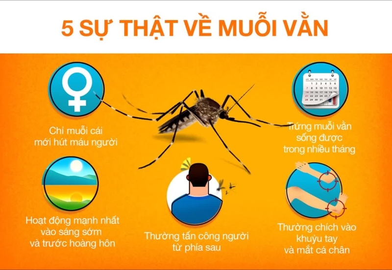 Muỗi sốt xuất huyết