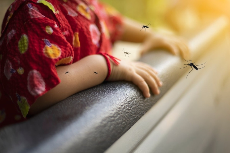 muoi-van-nhan-biet-va-cach-phong-chong-muoi-van-dot 2.jpg