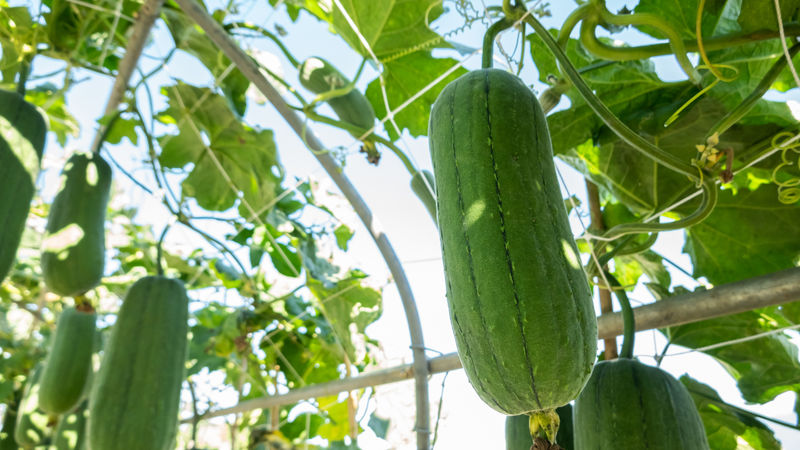 muop-bao-nhieu-calo-an-muop-co-giup-giam-can-khong 1