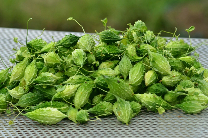 Mướp đắng hạ đường huyết cho bệnh nhân tiểu đường