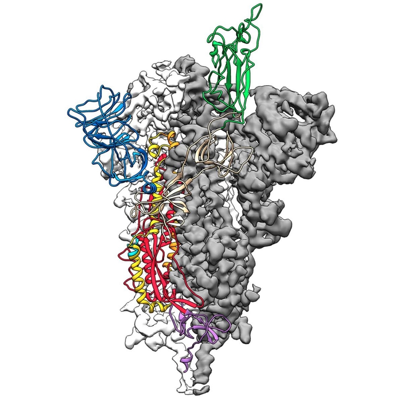 Mỹ công bố bước tiến lớn trong việc điều chế vaccine Covid-19 2