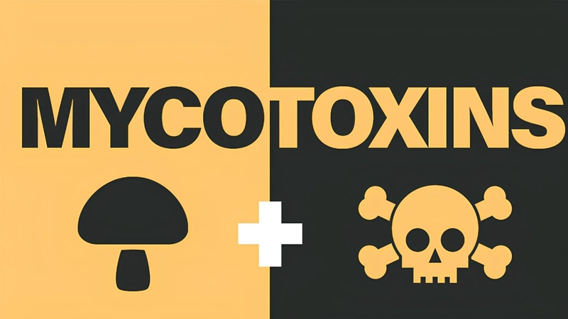 Mycotoxin có thể tồn tại trong nhiều nhóm thực phẩm mà con người sử dụng thường xuyên