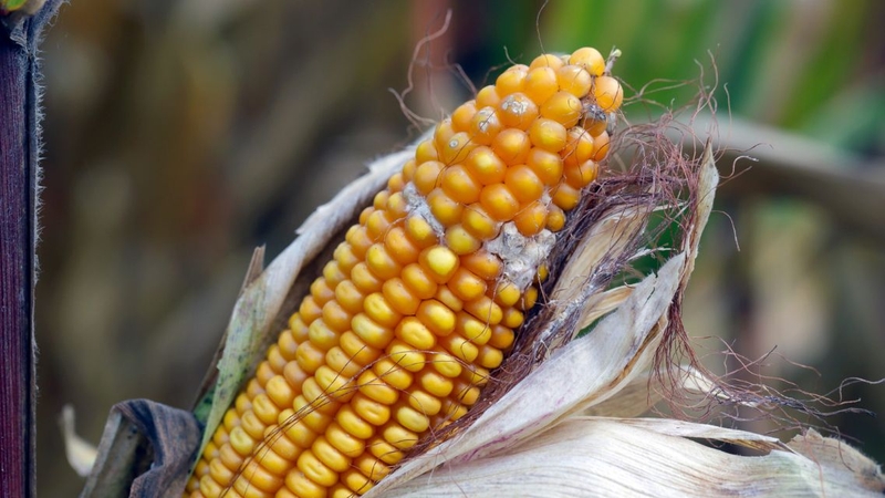 Các loại ngũ cốc phổ biến rất dễ nhiễm mycotoxin nếu không được bảo quản đúng cách