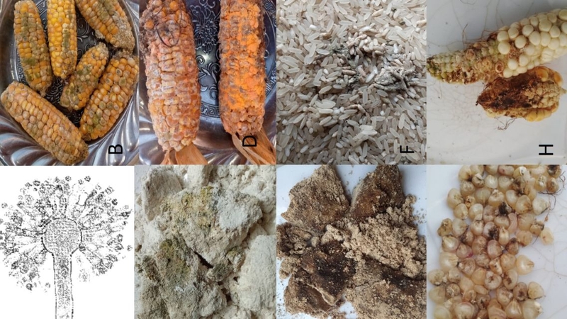 Hiện nay các nhà nghiên cứu đã xác định hàng trăm loại mycotoxin